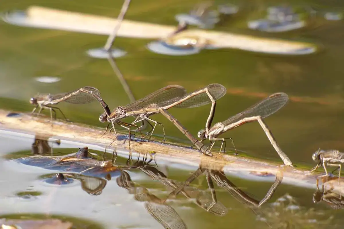 Mehrere Libellenlarven auf einem Ast &uuml;ber dem Wasser. Die Tiere sind in der Nahaufnahme zu sehen, ihre filigranen Fl&uuml;gel und Beine sind gut erkennbar.
