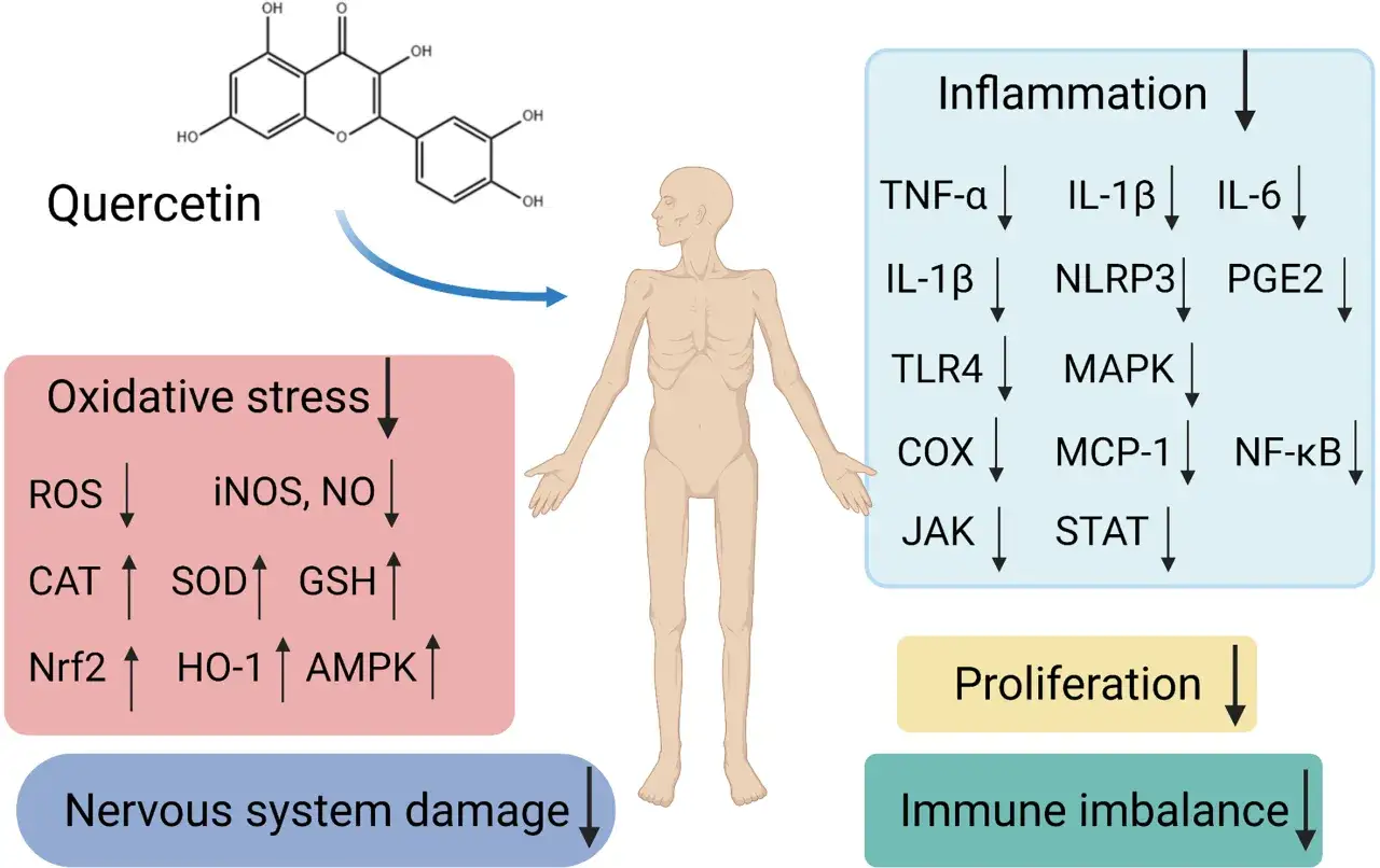 Quercetin-Molekül und seine Wirkung auf oxidativen Stress, Entzündungen und das Nervensystem. Die richtige quercetin dosierung kann diese Prozesse beeinflussen.