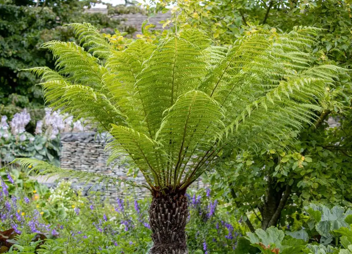 Un majestueux Dickonia antartica, fougère arborescente aux frondes vertes éclatantes, se dresse dans un jardin luxuriant, entouré de fleurs bleues et d'un mur de pierre.