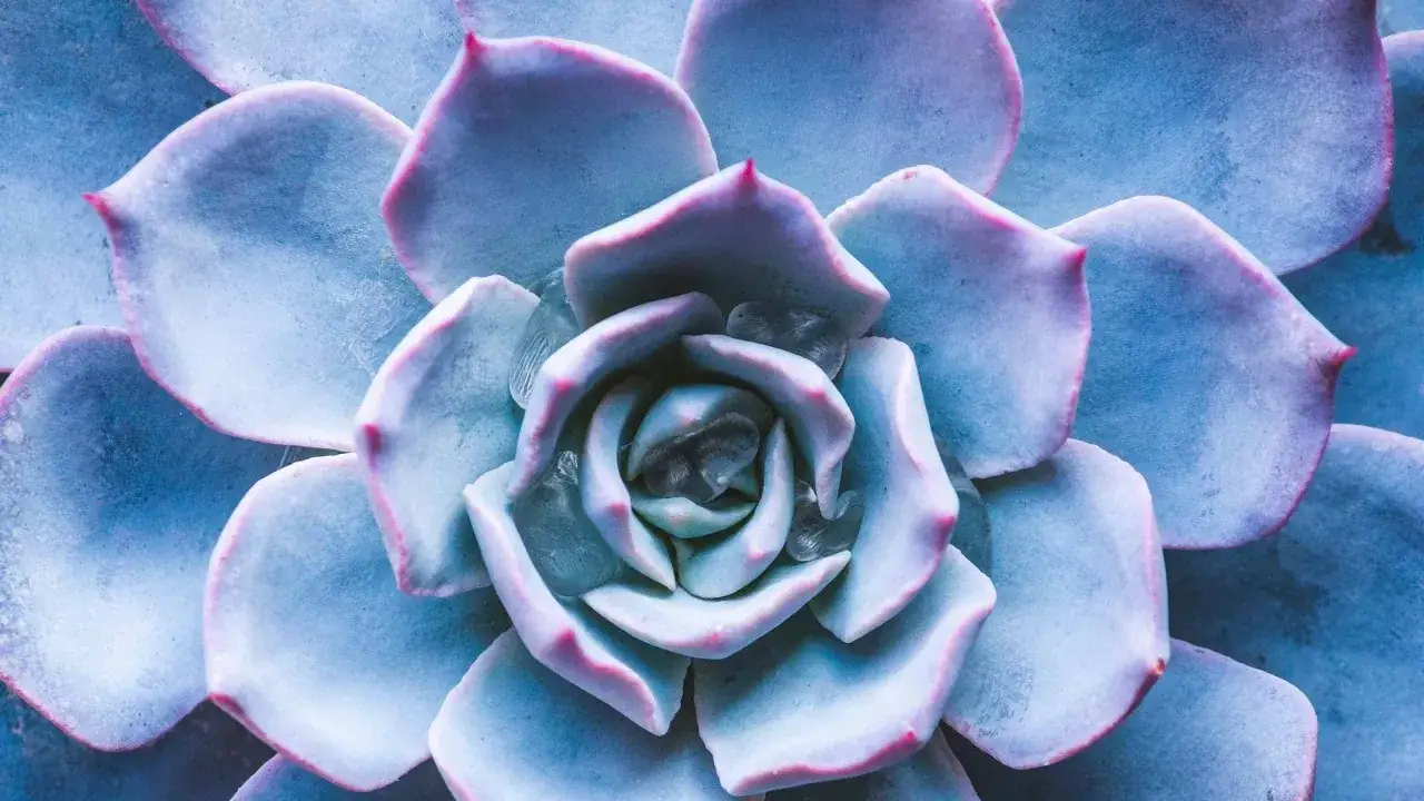 Primer plano de plantas crasas de color azul pálido con bordes rosados, dispuestas en forma de roseta.