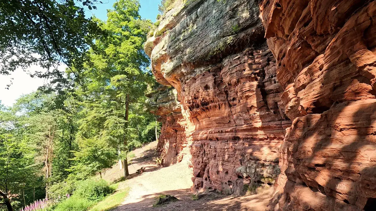 Sonnenbeschienene Sandsteinfelsen säumen den Weg bei einer Altschlossfelsen Wanderung. Grüne Bäume und ein blauer Himmel bilden den Hintergrund.