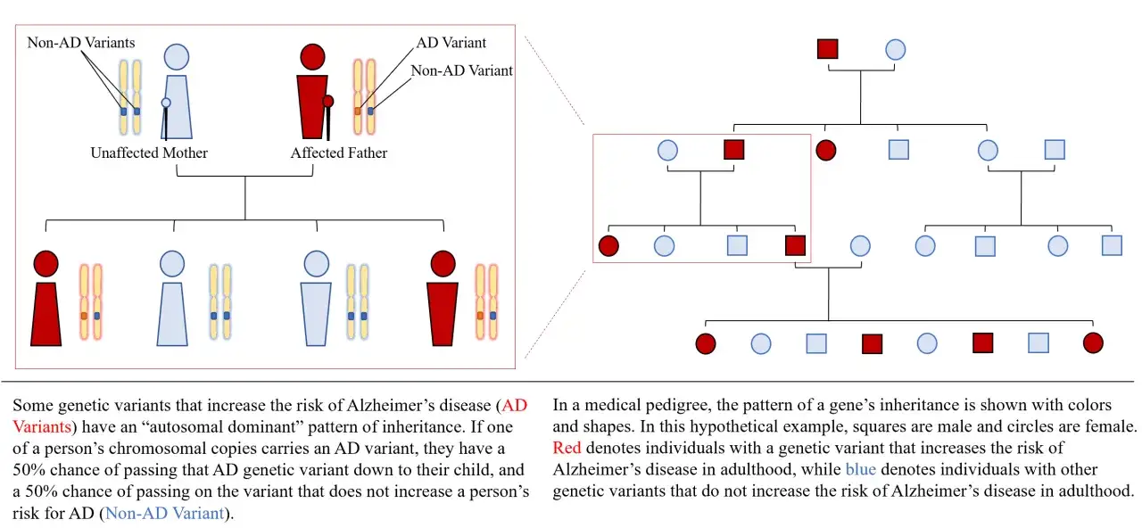 Pedigree che illustra come la variante genetica per l'Alzheimer sia ereditaria, con individui rossi a rischio e blu senza rischio.