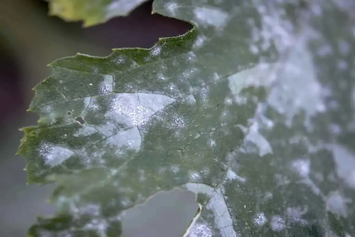 Feuille de courgette atteinte par l'oidium, recouverte d'une poudre blanche.