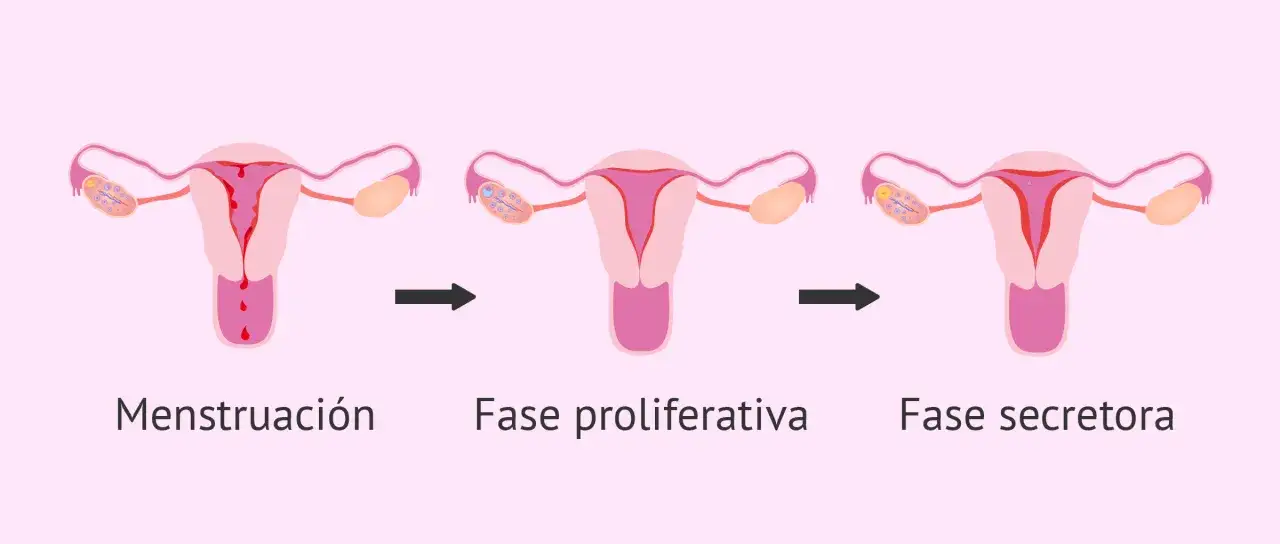 Ilustración del ciclo menstrual: menstruación con endometrio expulsado, fase proliferativa y fase secretora.