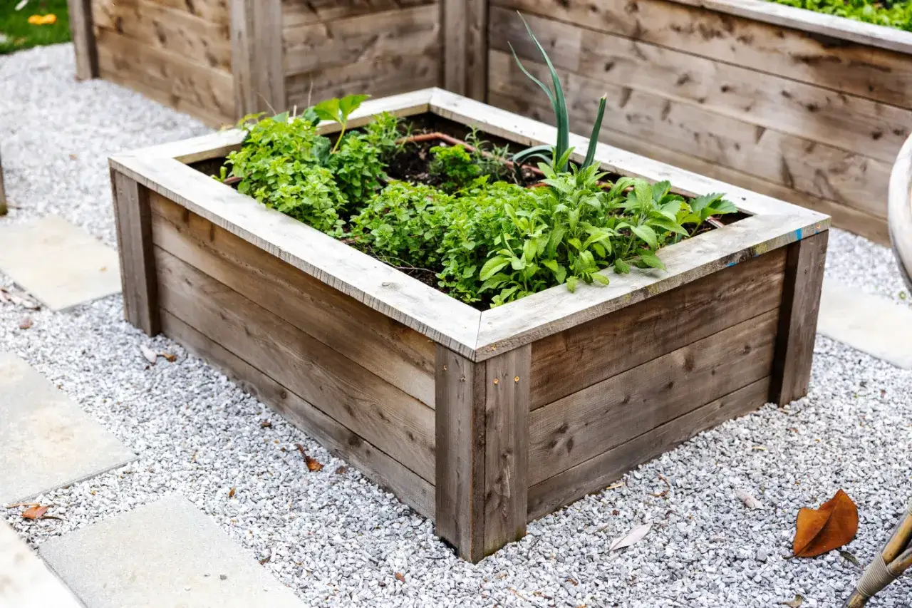 Mesa de cultivo de madera con hierbas y cebolla. Ideal para aprender c&oacute;mo hacer una mesa de cultivo y empezar tu huerto.