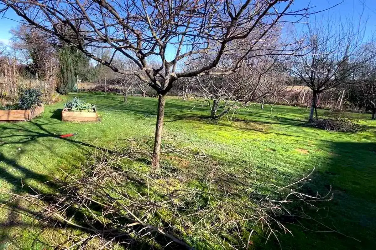 Un prunier trop haut a &eacute;t&eacute; taill&eacute;, laissant des branches coup&eacute;es sur la pelouse. Le jardin est ensoleill&eacute;.