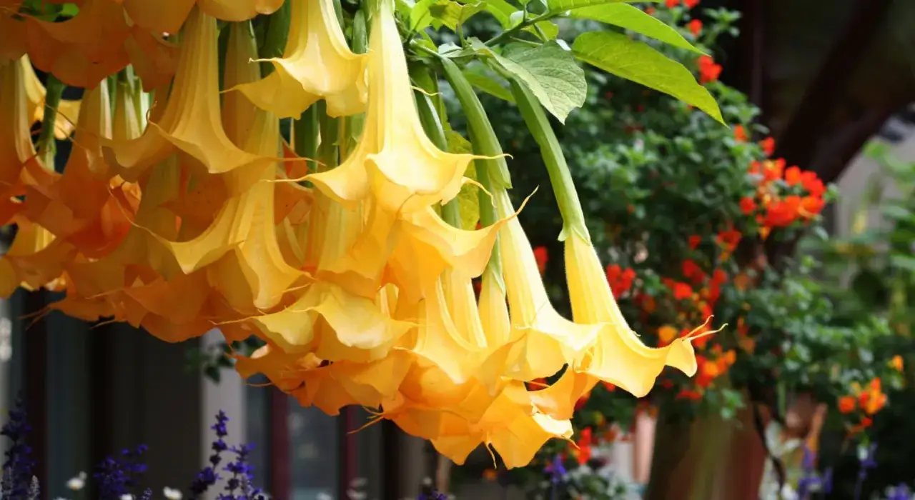 Datura zrzuca pąki