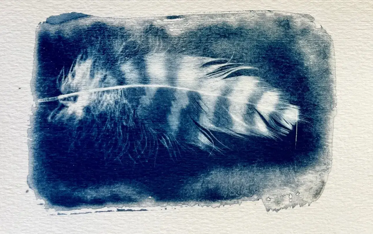 Cianotipia que es: una pluma de ave con rayas oscuras y claras sobre un fondo azul intenso, con bordes irregulares.