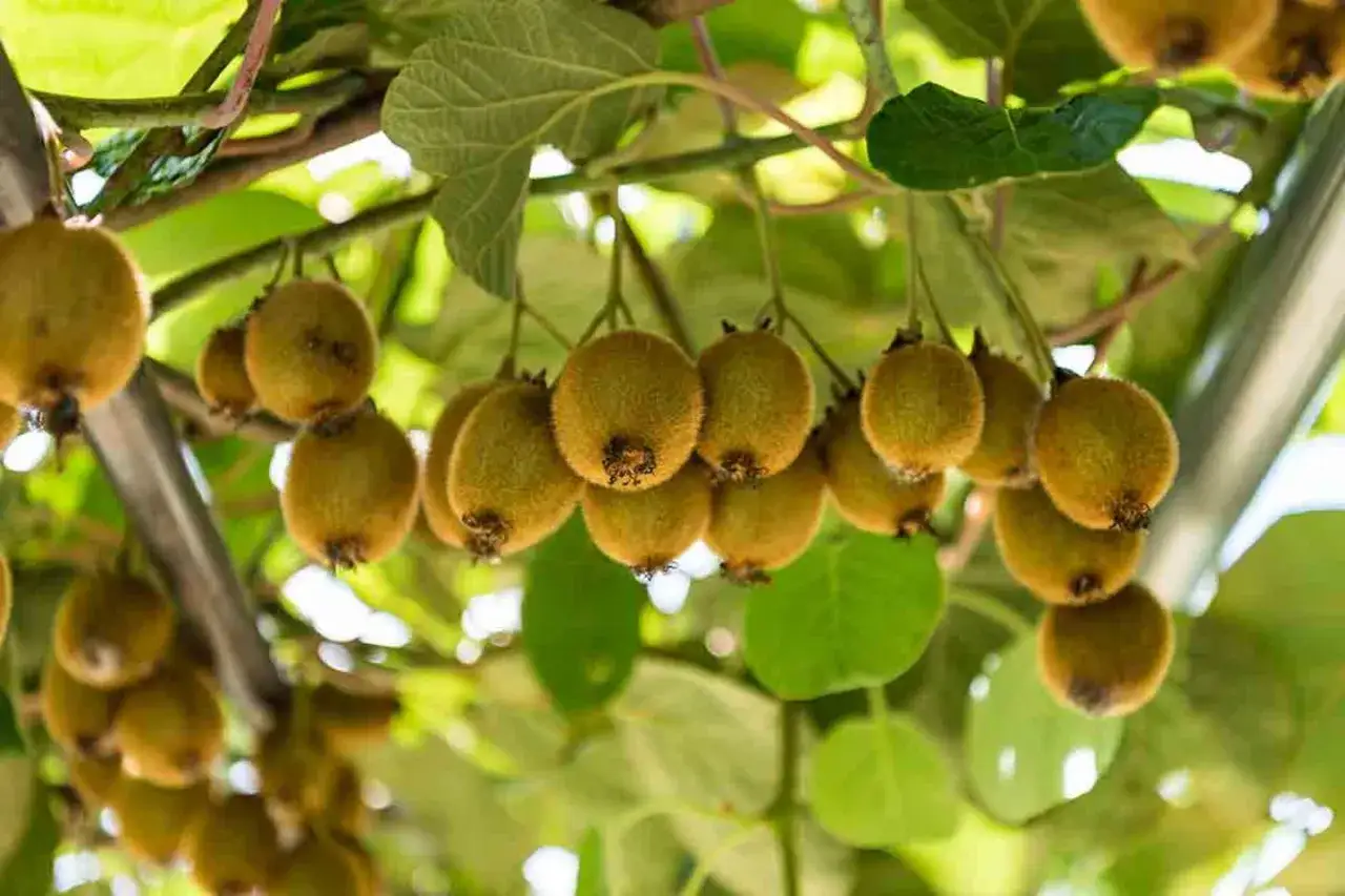 Reife Kiwis h&auml;ngen an einem Ast. Die Kiwi-Pflanze tr&auml;gt viele Fr&uuml;chte, die von gr&uuml;nen Bl&auml;ttern umgeben sind.