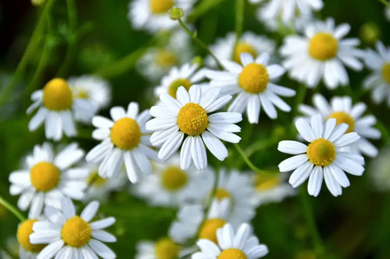 Ein Feld voller Kamillenblüten, bereit zum Ernten. Kamille anpflanzen ist einfach und bringt diese zarten Blüten hervor.