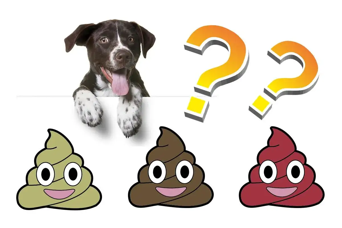 Un cachorro juguetón mira con curiosidad tres emojis de caca, preguntándose: ¿cuántas veces hace caca un cachorro de 2 meses?