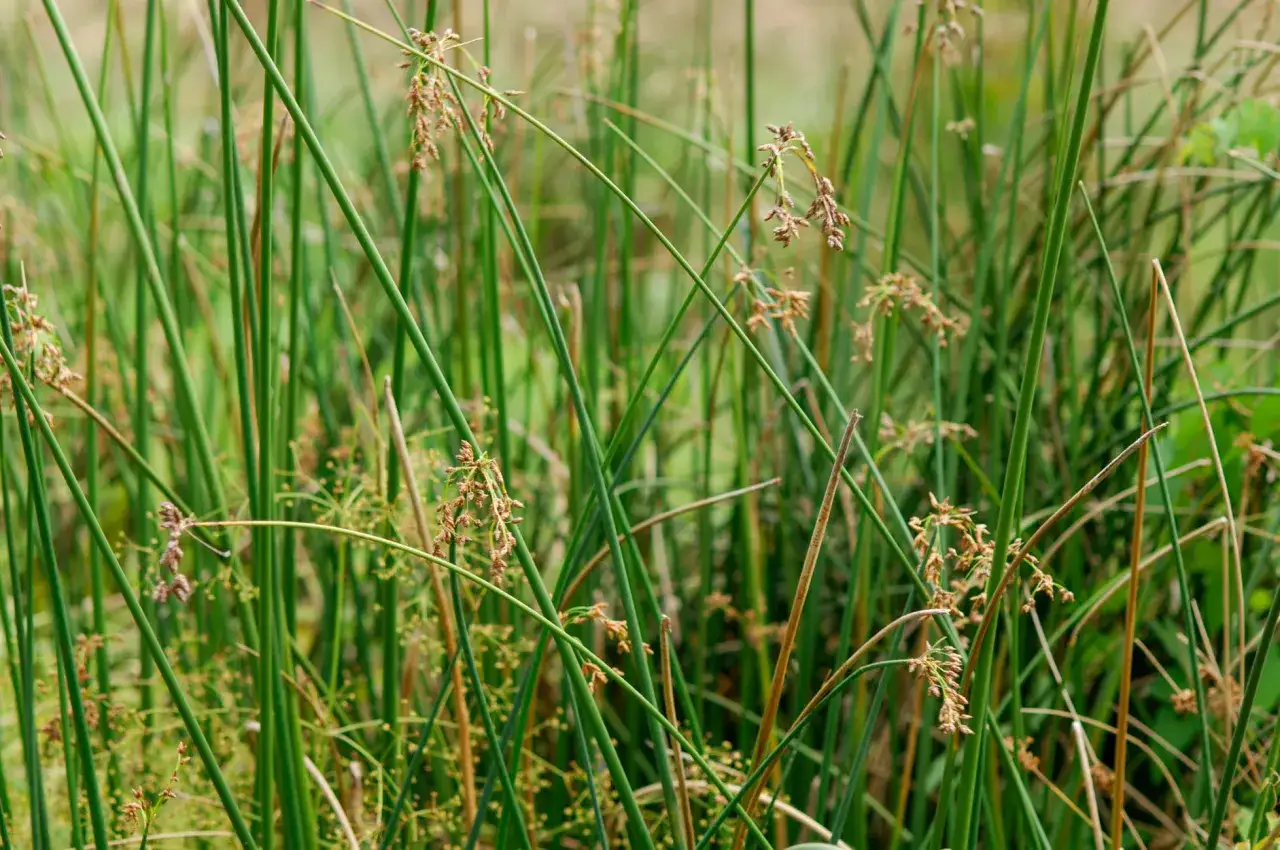 Tiges vertes et fines de scirpus lacustris, avec des inflorescences brun&acirc;tres.