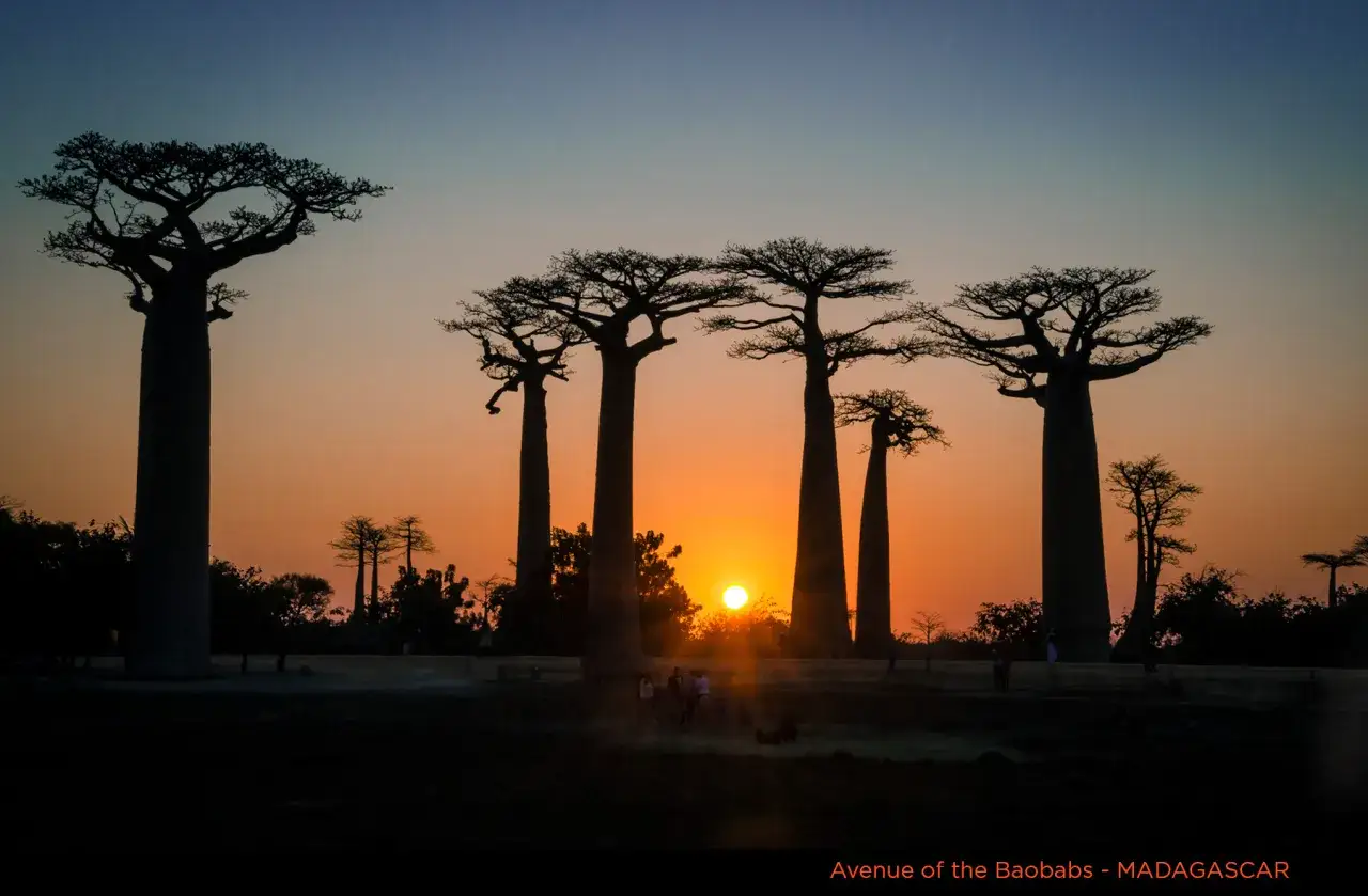 Zachód słońca na Madagaskarze, alejką baobabów. Niezapomniane wakacje.