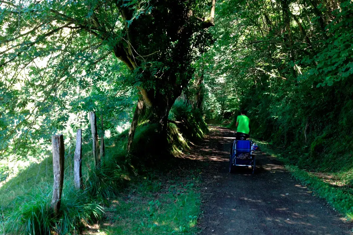 Persona en bicicleta con remolque recorre la **plazaola via verde**, rodeada de exuberante vegetación y árboles frondosos.