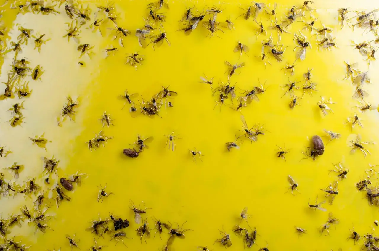 Viele kleine Fliegen sind auf einem gelben Klebeband gefangen. Sie scheinen sich in der klebrigen Masse zu winden, ein trauriges Ende für ihre Reise.