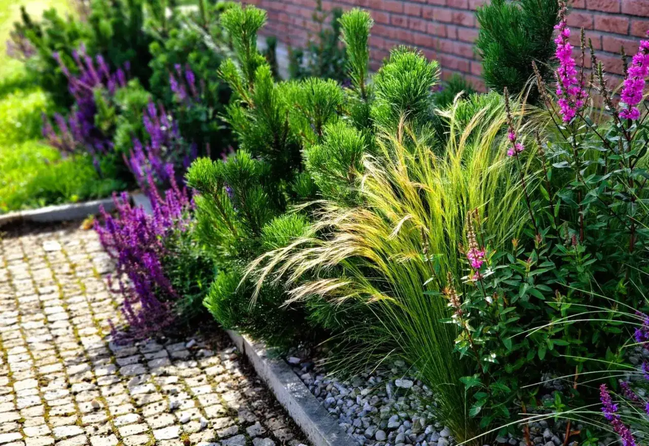 Am&eacute;nagement autour terrasse : parterre de gramin&eacute;es, pins nains et sauges violettes bordant un chemin pav&eacute;.