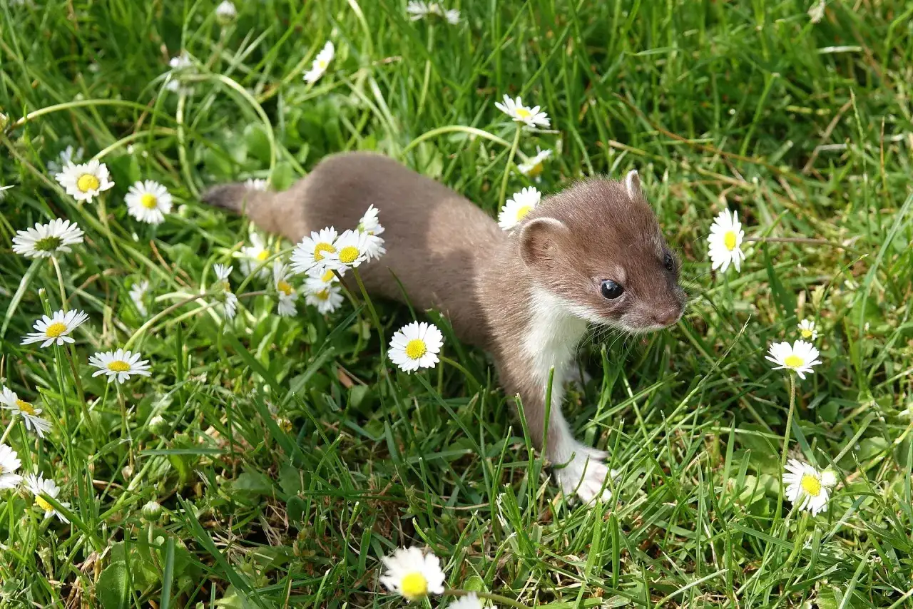 Ein junges Wiesel-Tier schleicht durch gr&uuml;nes Gras und G&auml;nsebl&uuml;mchen.