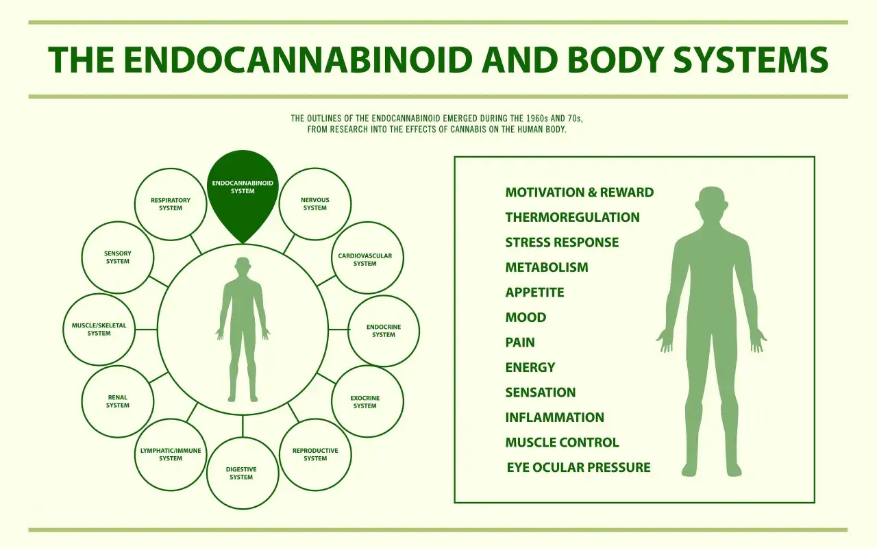 Diagrama muestra cómo el sistema endocannabinoide interactúa con otros sistemas corporales, afectando funciones como el estado de ánimo y el dolor.