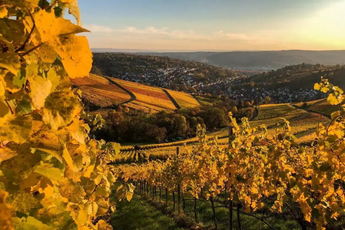 Herbstliche Weinberge bei Stuttgart laden zu Wanderungen ein. Gelbe Blätter leuchten im Sonnenlicht, ein malerischer Ausblick auf die Stadt.