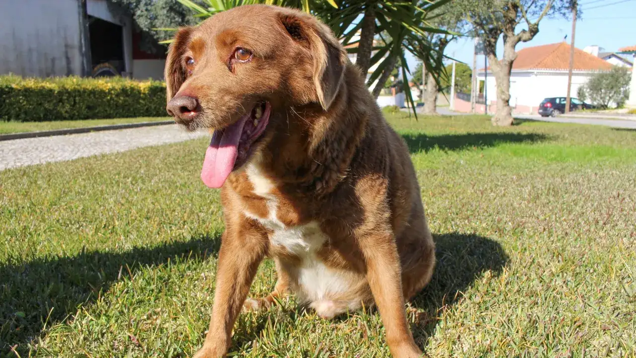 Un cane marrone con la lingua fuori, forse il cane pi&ugrave; vecchio del mondo, seduto sull'erba verde sotto il sole.