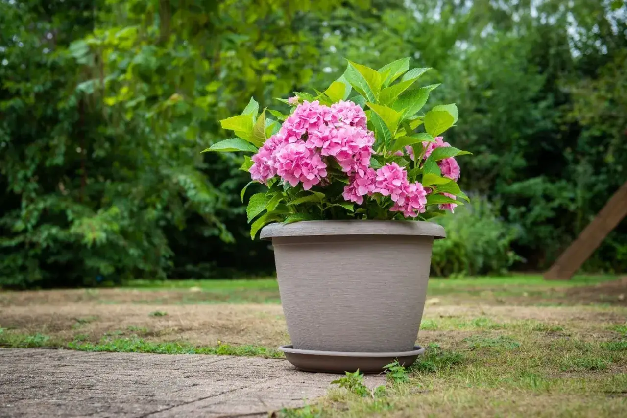 Un magnifique hortensia en pot ext&eacute;rieur, aux fleurs roses &eacute;clatantes, tr&ocirc;ne sur une terrasse en pierre, entour&eacute; de verdure.