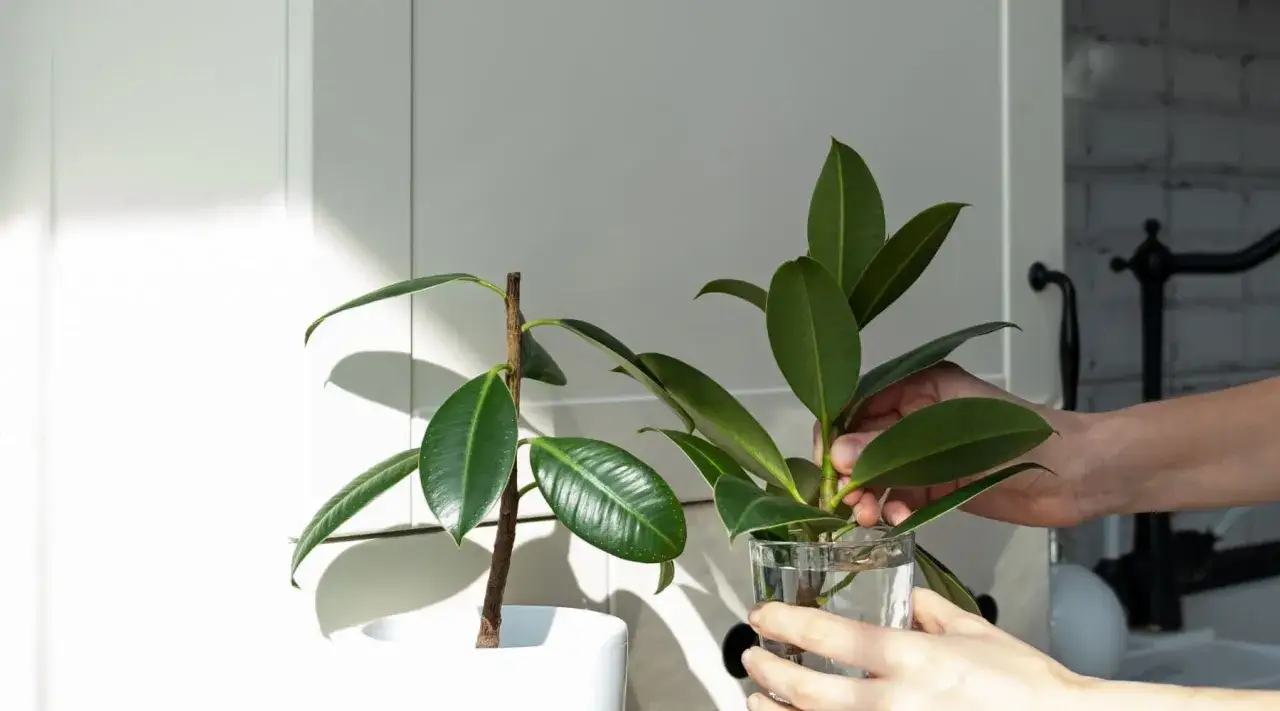 Une main place une bouture de ficus elastica dans un verre d'eau, étape clé pour sa taille et sa propagation.