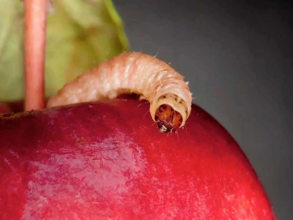 Eine Raupe, die auf einem roten Apfel sitzt. Ein Zeichen dafür, dass ein Spritzmittel gegen Apfelwickler benötigt wird, um die Ernte zu schützen.