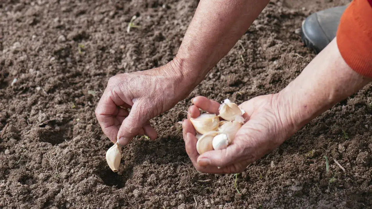 Hände pflanzen Knoblauchzehen in die Erde. Eine Hand hält eine Zehe, die andere eine Handvoll bereit.