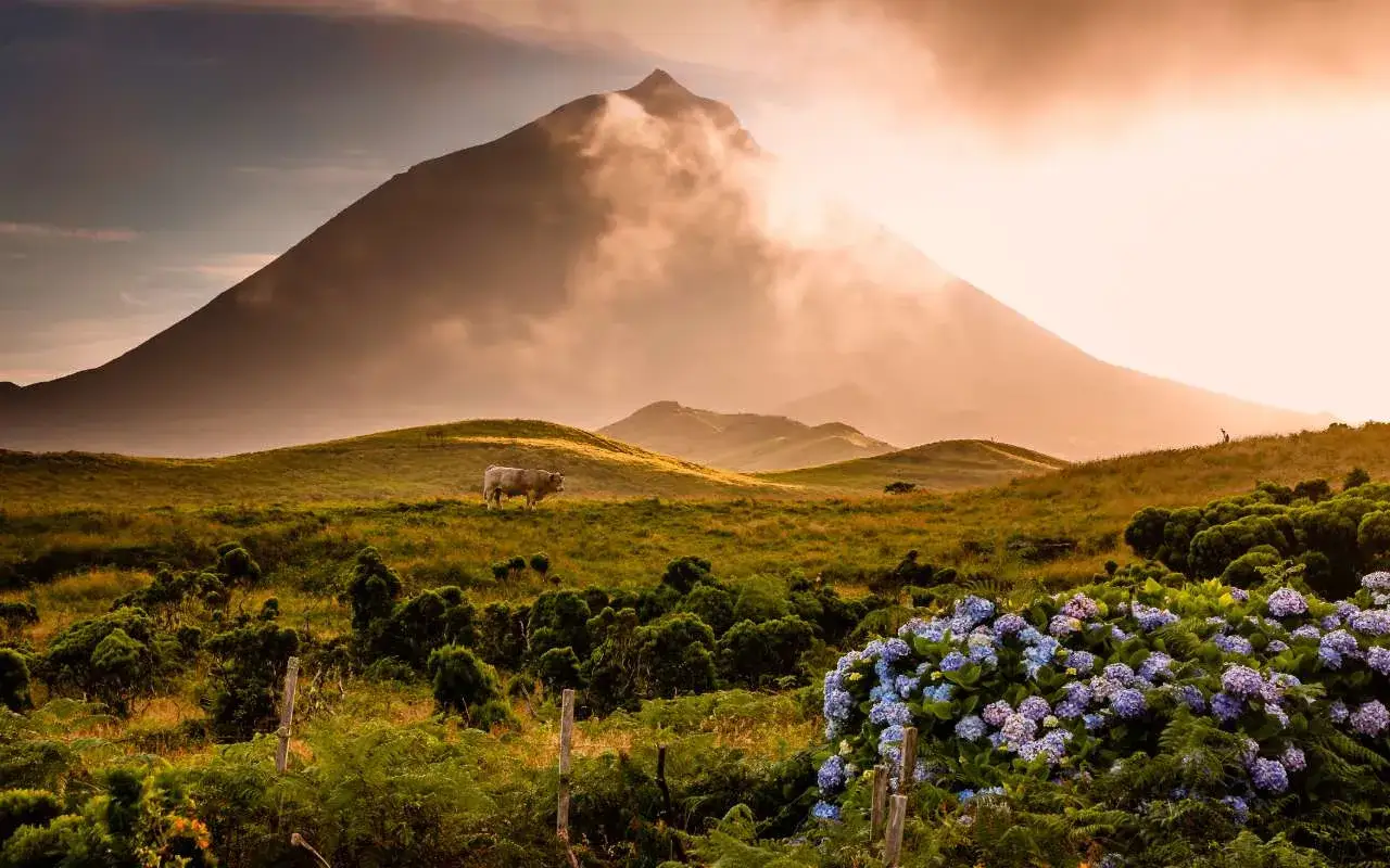 Vache paisible dans un paysage verdoyant des Açores, avec un volcan brumeux en arrière-plan et des hortensias bleus éclatants au premier plan.