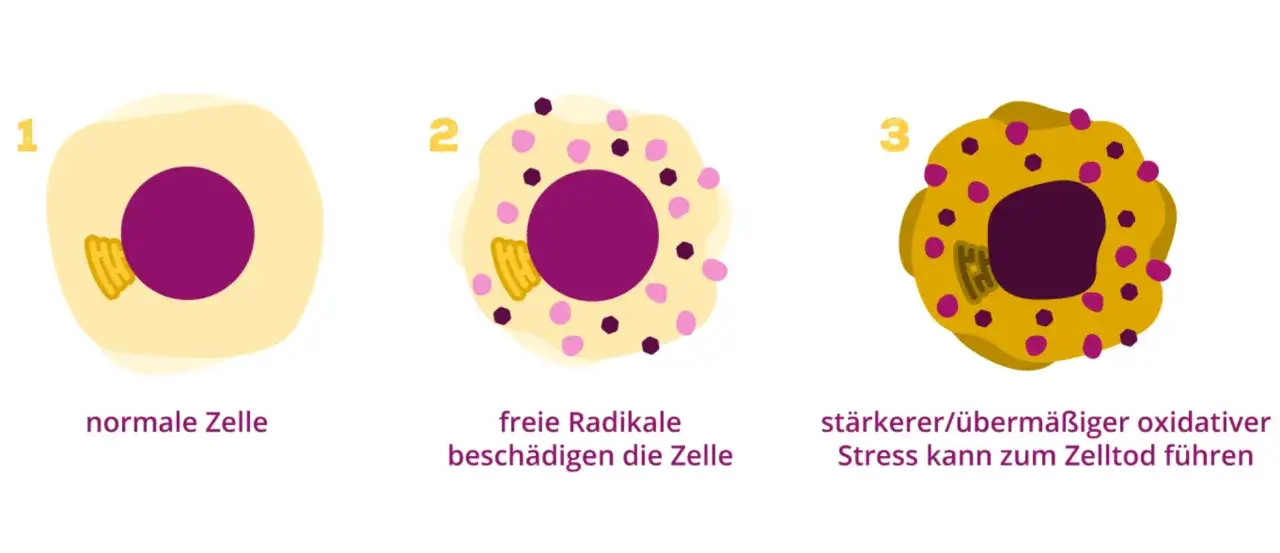 Nahaufnahme von Hautzellen, die durch Antioxidantien gesch&uuml;tzt werden, oder schematische Darstellung der Wirkung von Vitamin E auf freie Radikale