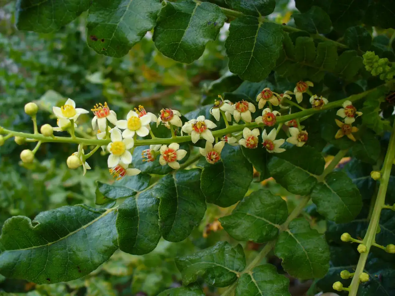 Boswellia serrata roślina