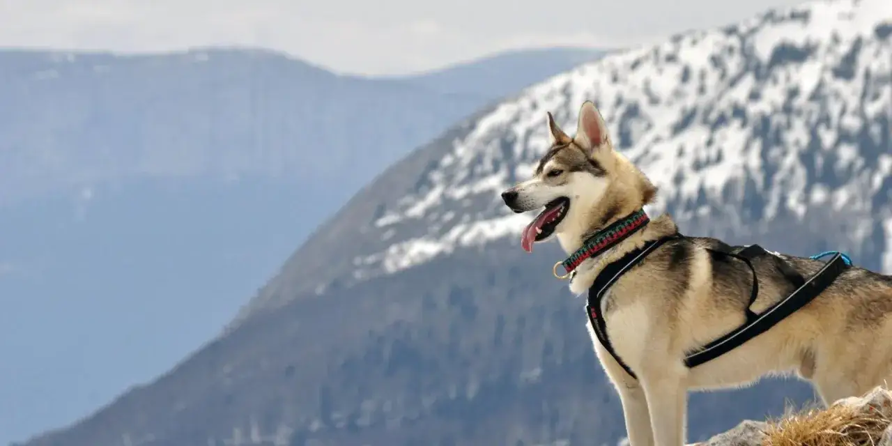 Un husky heureux profite d'un week-end nature avec des animaux dans un paysage montagneux enneig&eacute;.