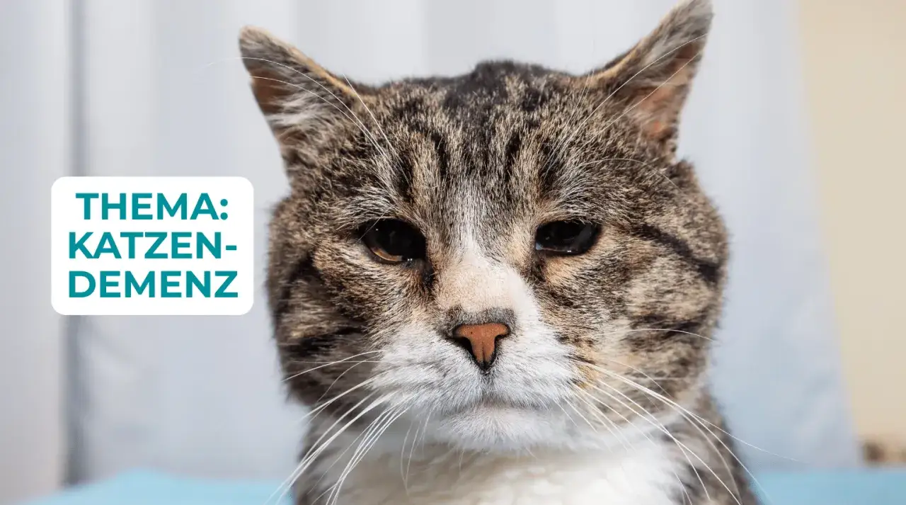Nahaufnahme einer Katze mit dem Thema