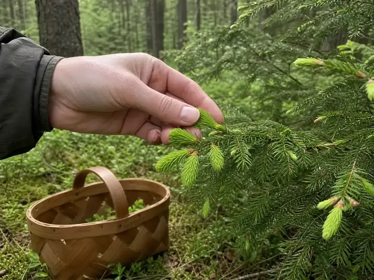 Plockar granskott i skogen f&ouml;r ett gott granskott recept. En korg v&auml;ntar.