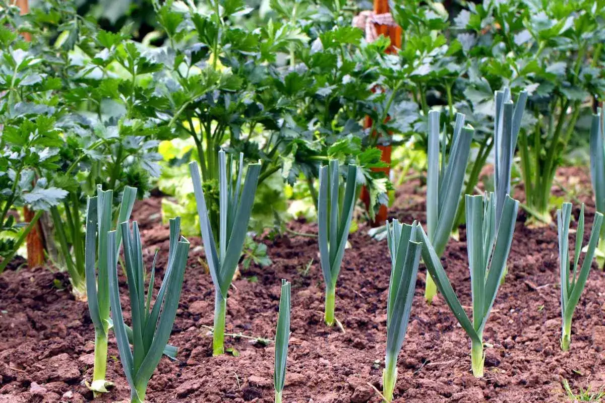 Poireaux fra&icirc;chement plant&eacute;s dans un potager. Faut-il tailler les poireaux pour les faire grossir ? Leurs feuilles vertes pointent vers le ciel.