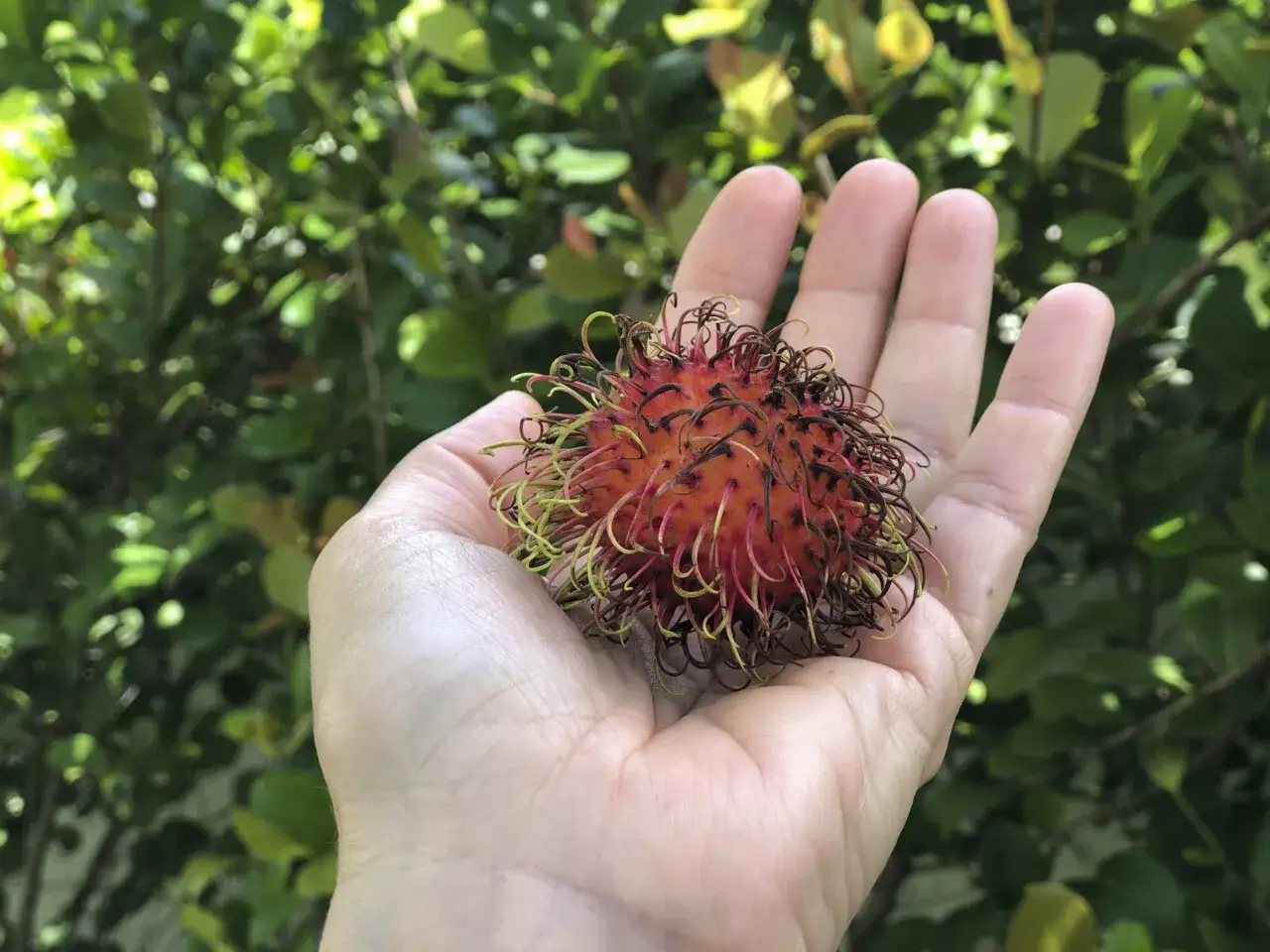 Dłoń trzyma owoc rambutan. Jak jeść rambutan? Wystarczy obrać czerwoną skórkę i zjeść biały miąższ.