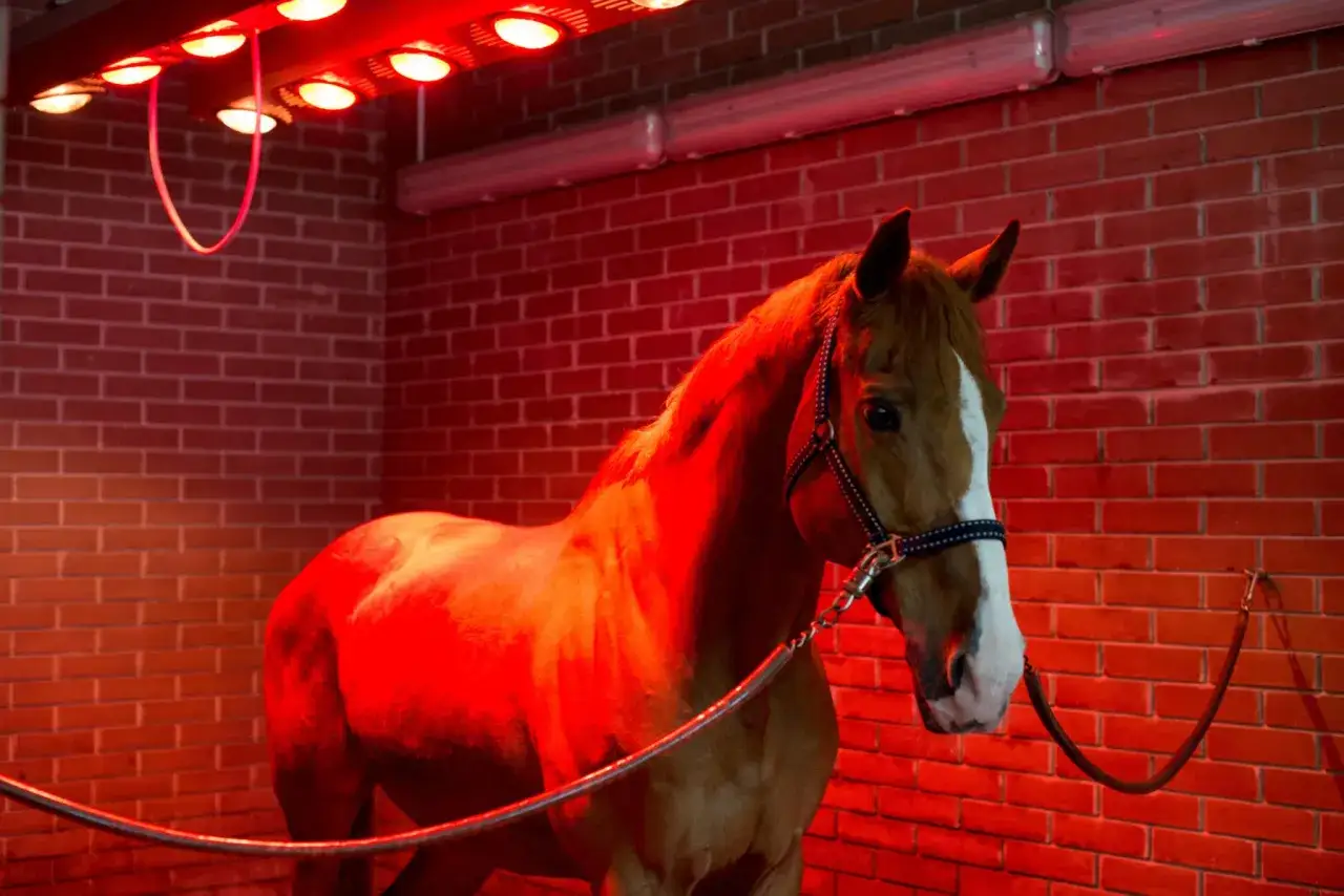 Cheval brun sous un solarium fait maison, éclairé par des lampes rouges.