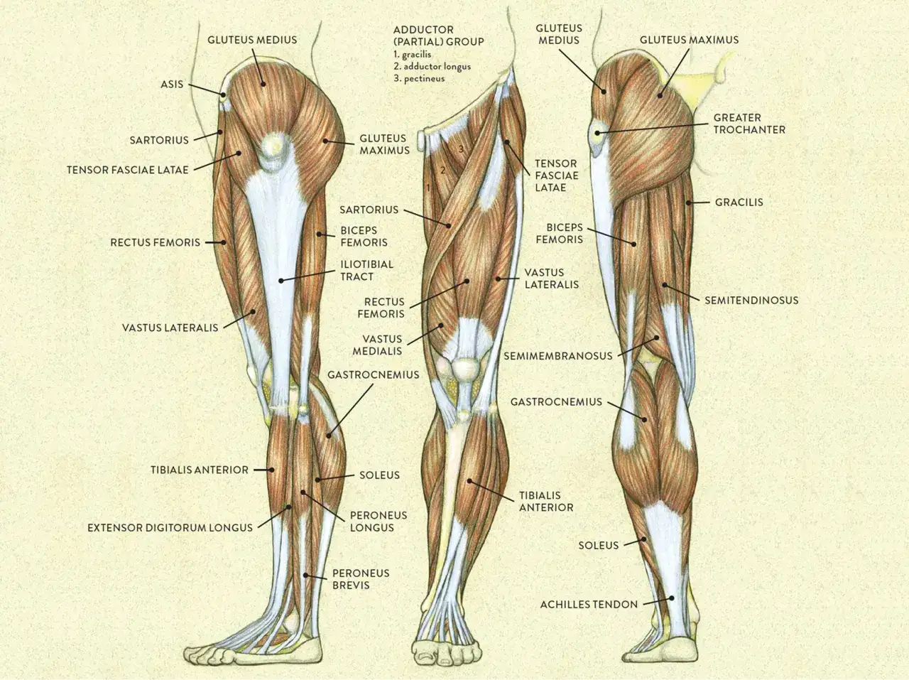 Muskeln des Oberschenkels und Unterschenkels, mit dem musculus gracilis als Teil der Adduktorengruppe.