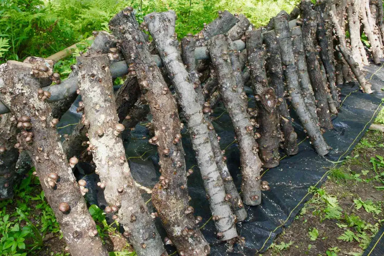 Holzstämme mit vielen kleinen Pilzen, die darauf wachsen. Ein Zeichen dafür, dass das Pilze pflanzen erfolgreich ist.