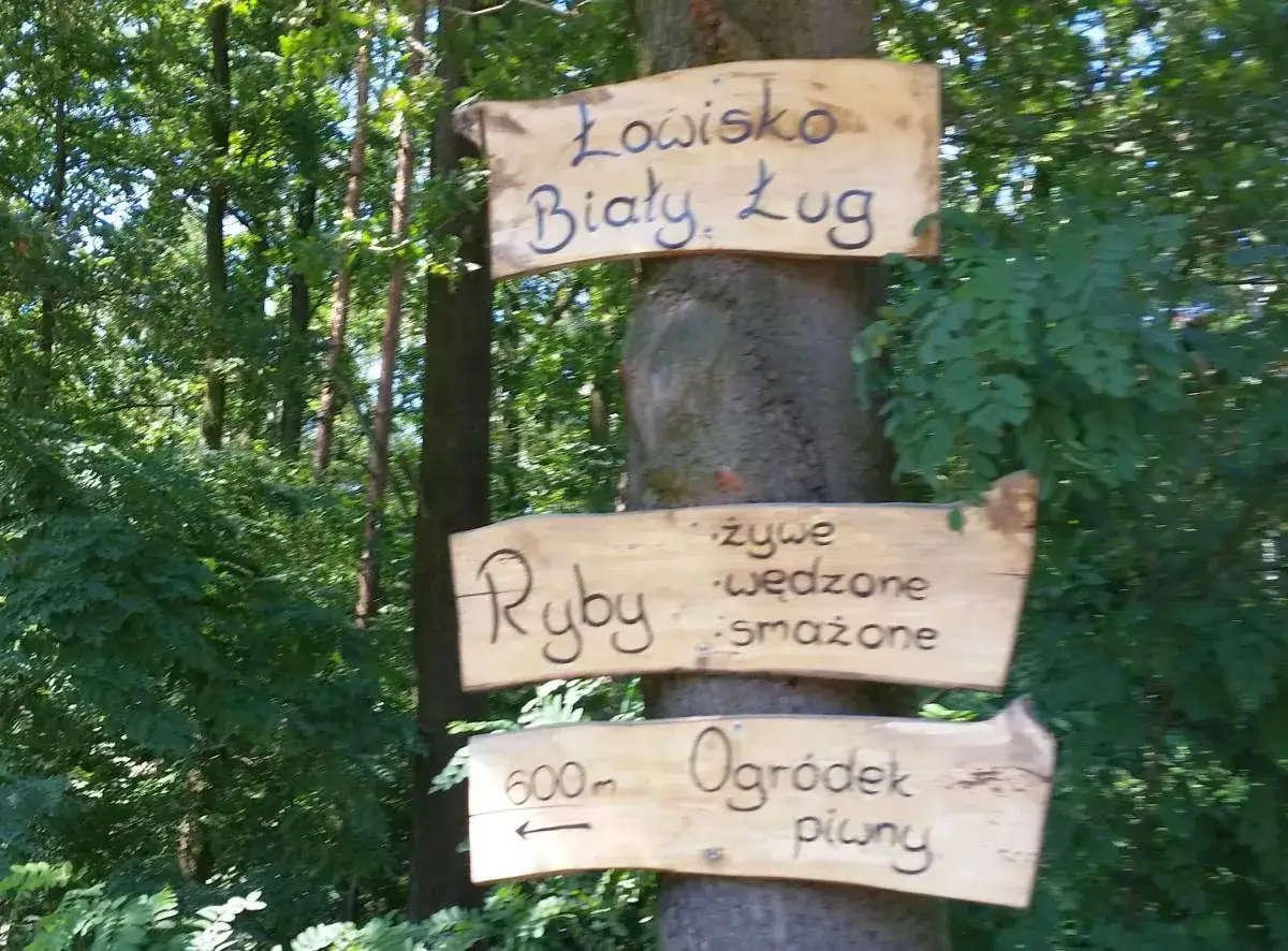 Drewniane tabliczki na drzewie wskazują drogę do łowiska Biały Ług, gdzie można kupić ryby żywe, wędzone i smażone.