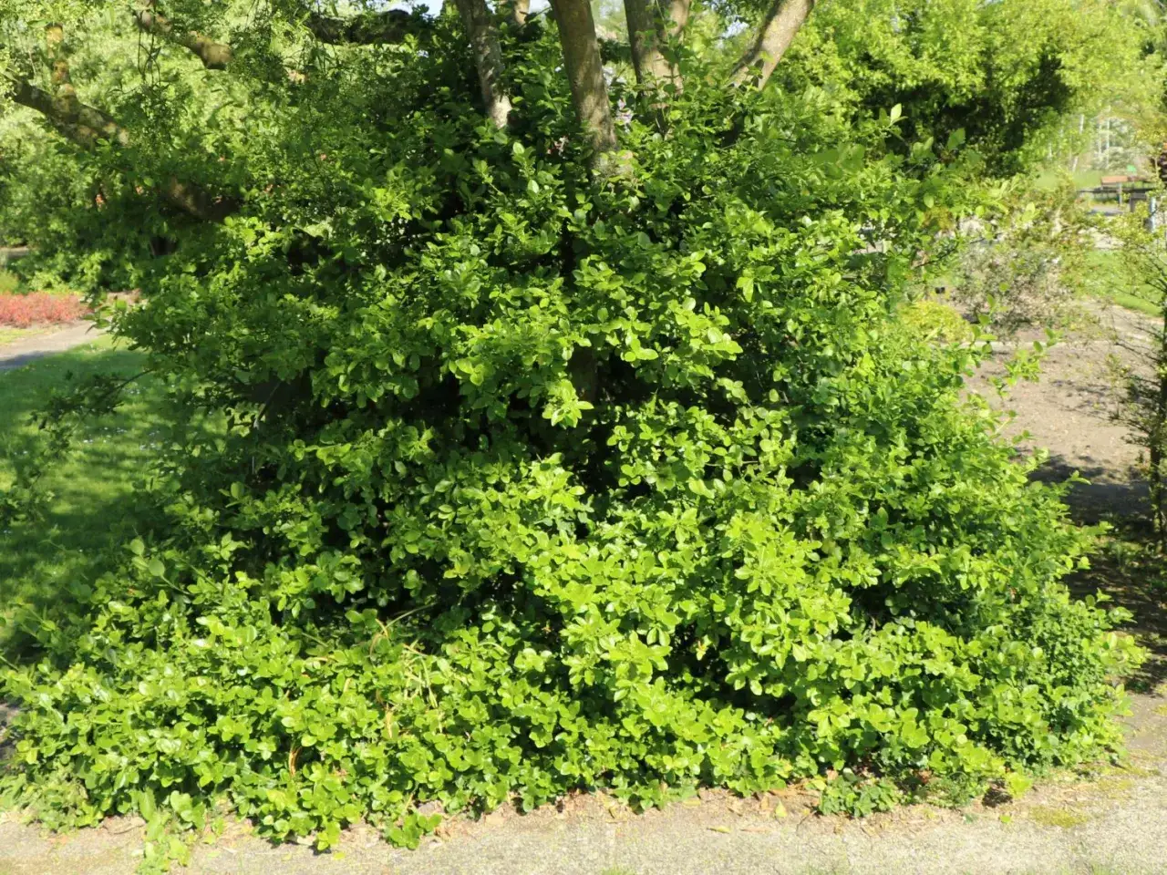 Dicht belaubter Euonymus fortunei im sonnigen Garten.