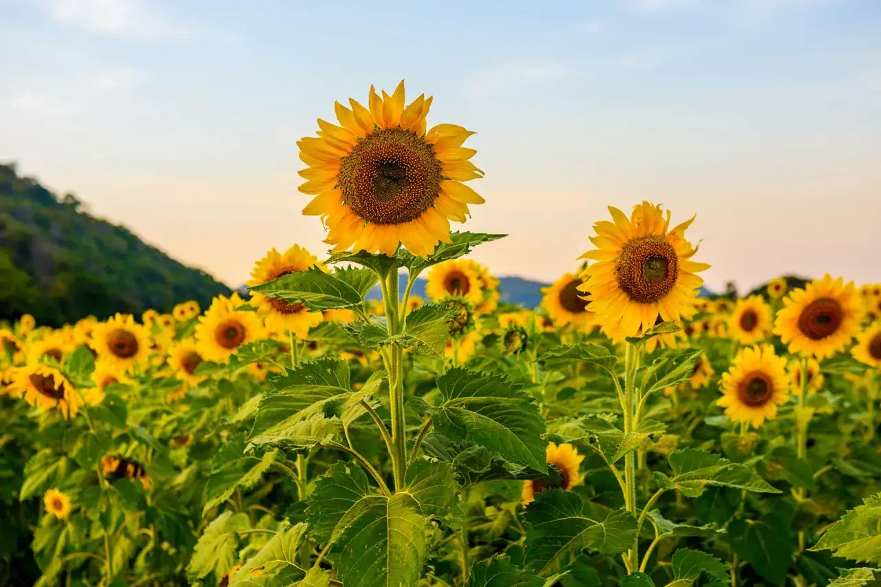 Ett fält med solrosor, helianthus annuus, sträcker sig mot en ljus himmel.