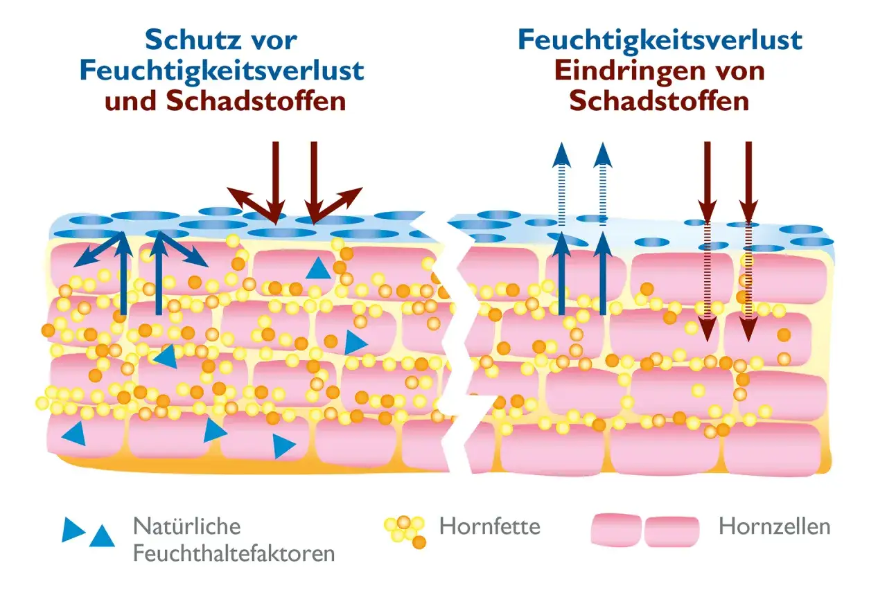 Wichtige Wirkstoffe trockene Haut