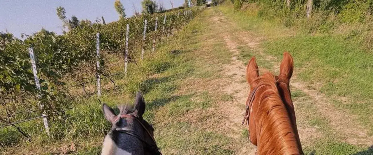 Due cavalli in una suggestiva passeggiata a cavallo in Lombardia, tra filari di vite e sentieri erbosi.