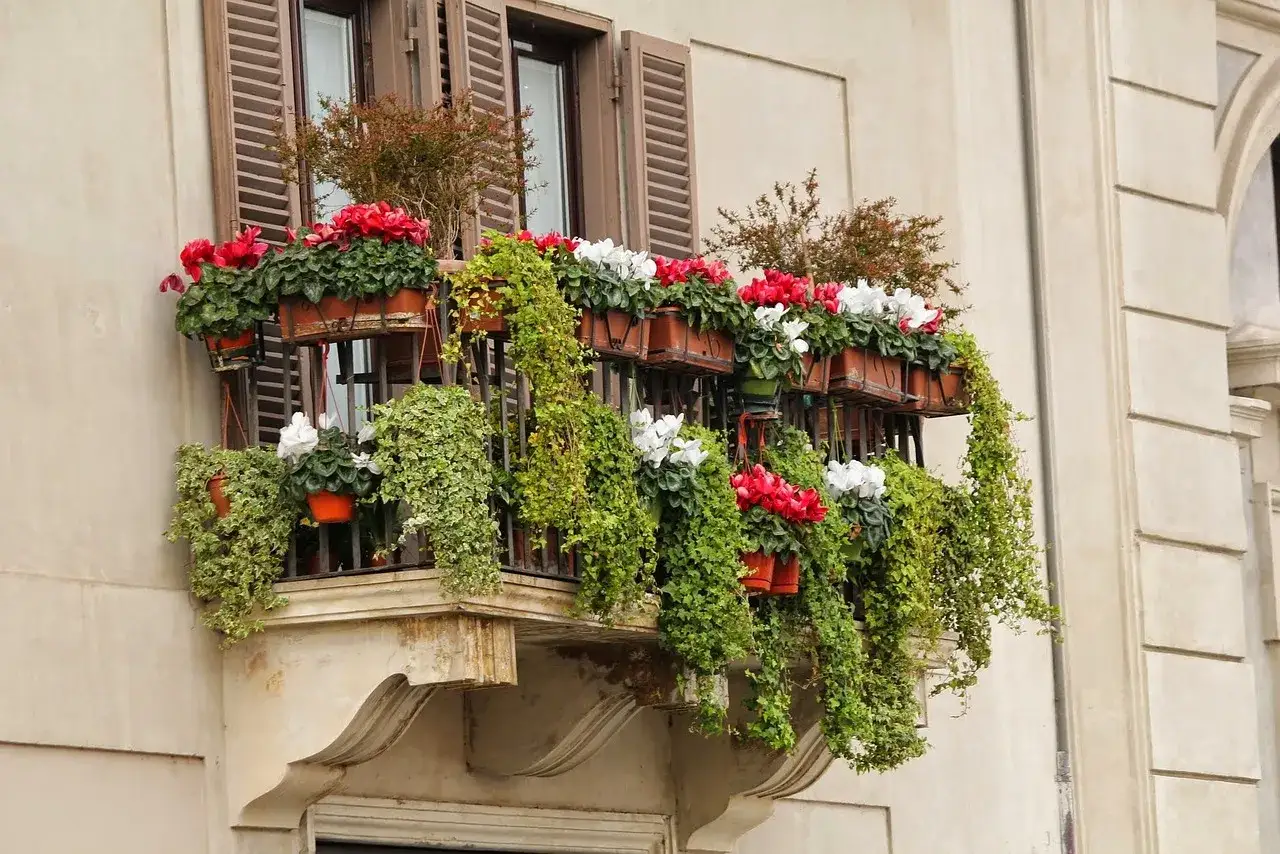 Balkon pełen kwitnących cyklamenów w kolorach czerwonym i białym, z kaskadami zielonych pnączy. Idealne kwiaty na balkon, tworzące barwną ozdobę.