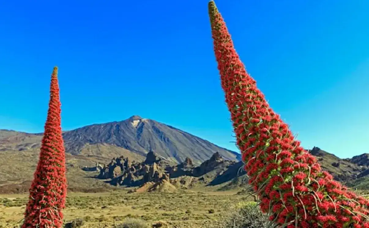 Zdjęcie La monta&ntilde;a m&aacute;s alta de Espa&ntilde;a: Teide, un volc&aacute;n impresionante y accesible