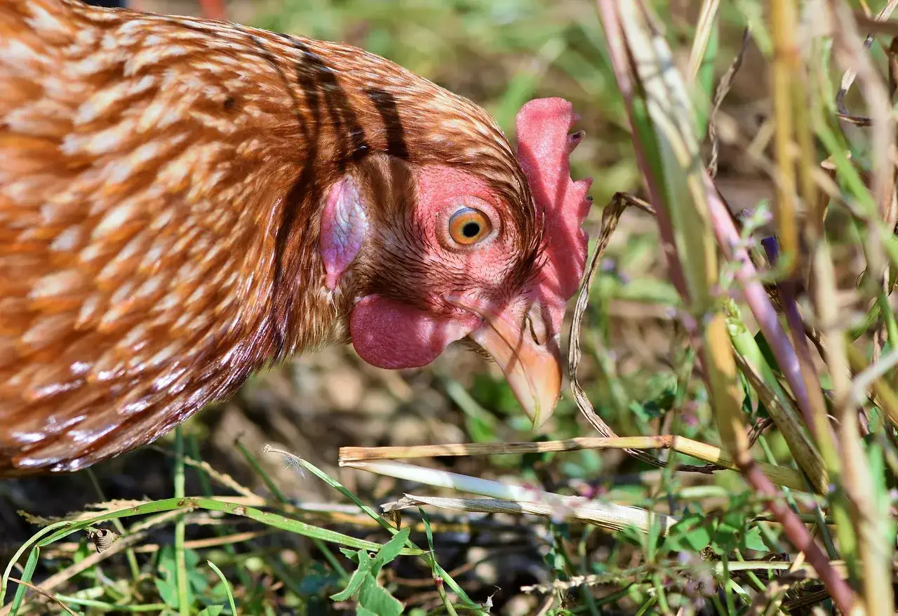 Zdjęcie Kto zjada kleszcze? Odkryj naturalnych wrogów tych pasożytów