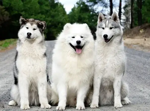 Zdjęcie Husky czy malamut: który pies lepiej pasuje do twojego stylu życia?
