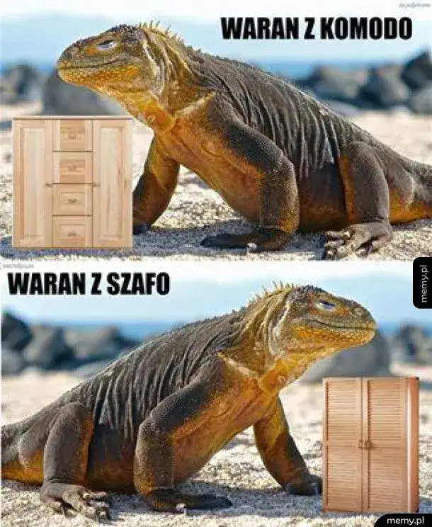 Zdjęcie Najlepsze memy z waranem z Komodo, które rozbawią każdego internautę