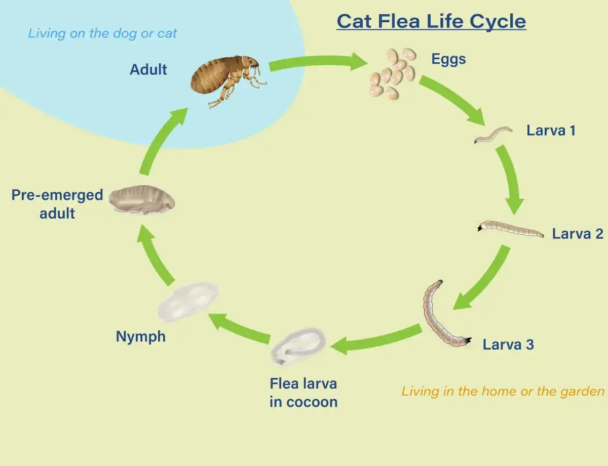 Cycle de vie de la puce du chat : œufs, larves, nymphe, adulte. La durée de vie des puces dépend de ces étapes.
